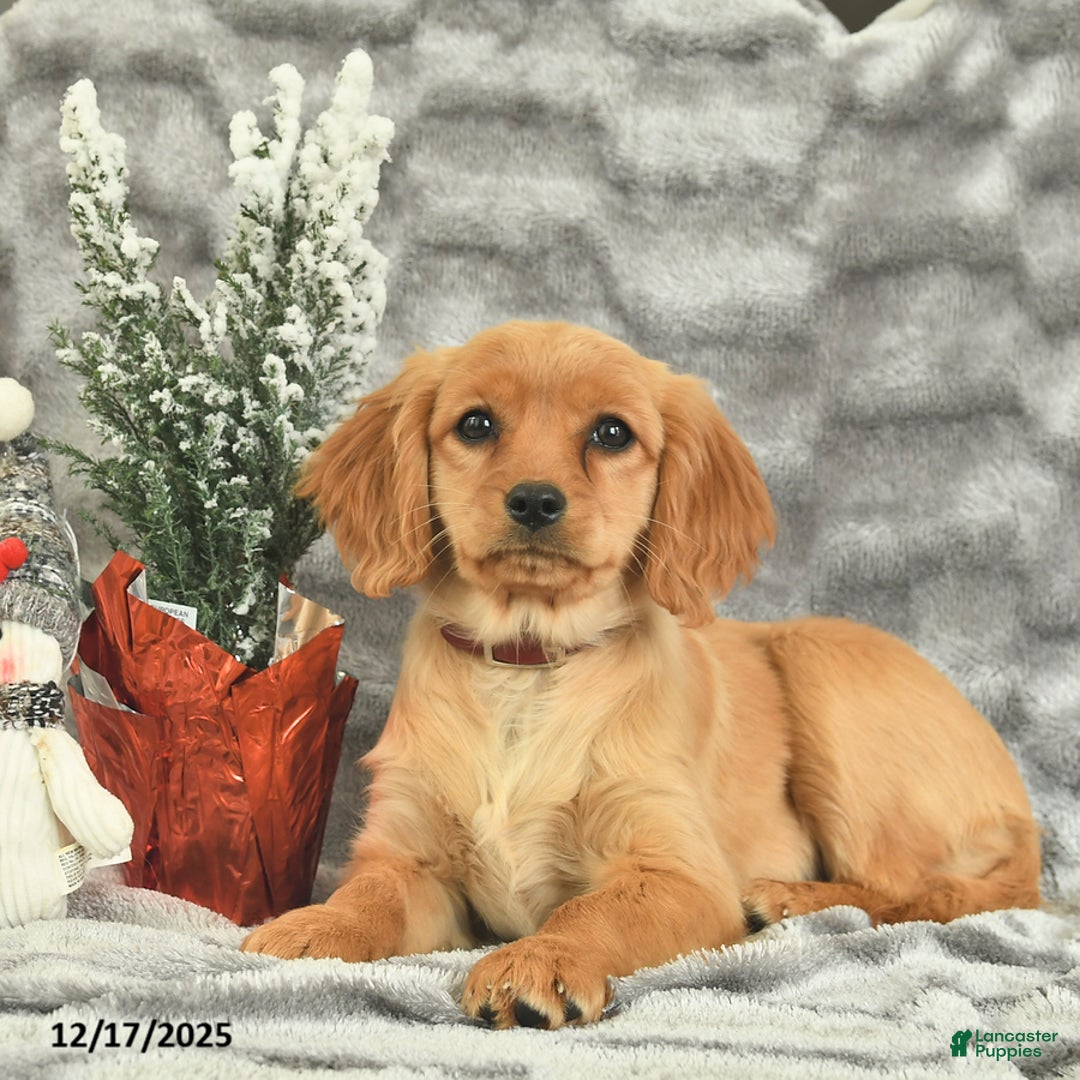 Miniature Golden Retriever dogs for sale: Ribbon  - Ad 2