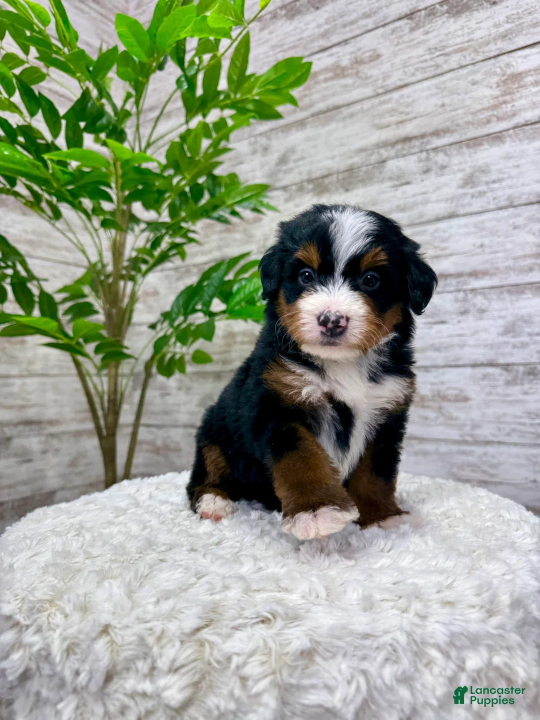 Mini Bernedoodle dogs for sale: 🙋‍♂️ Leo - Ad 9