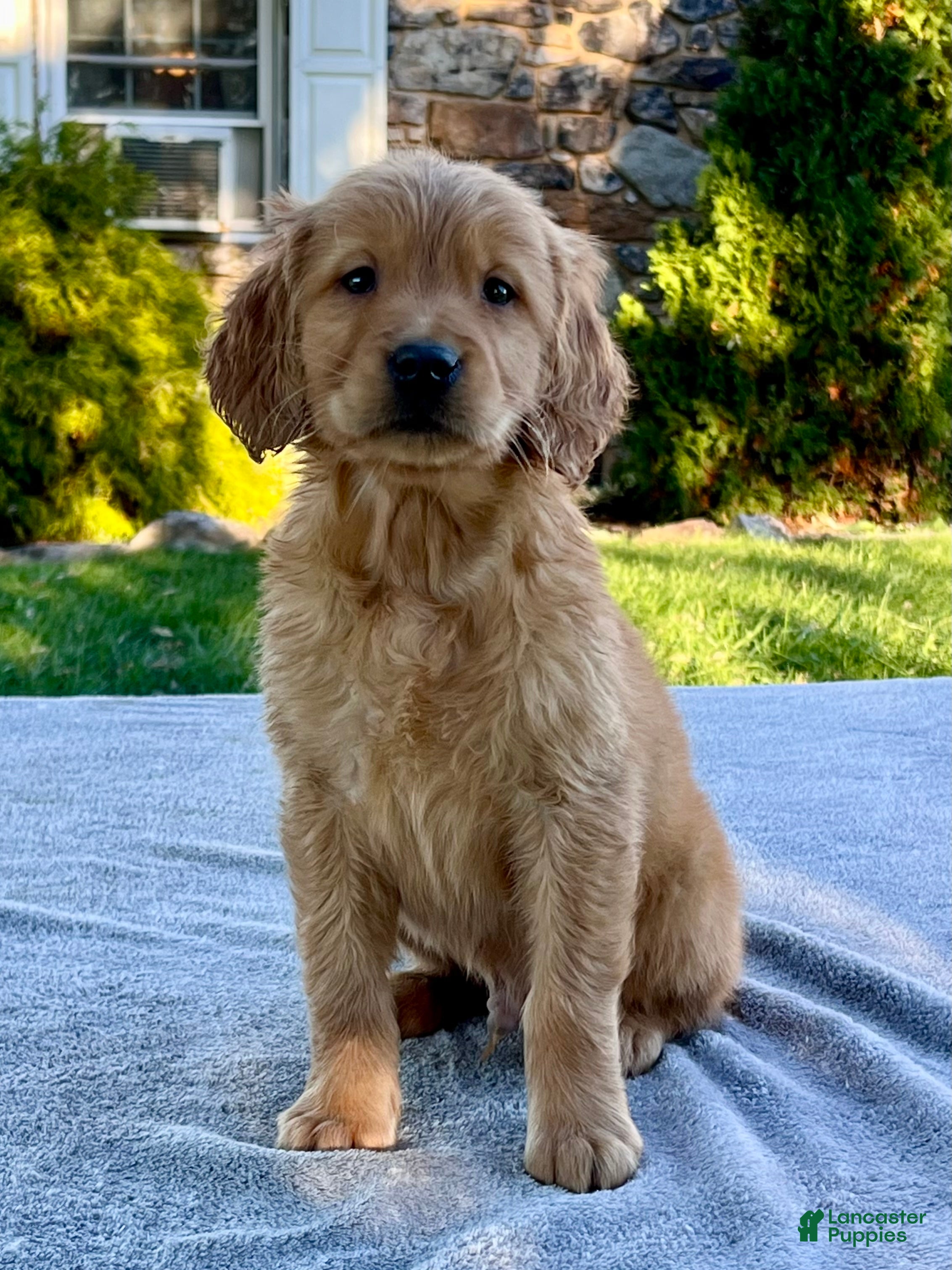 Golden Retriever dogs Levi - Ad 2