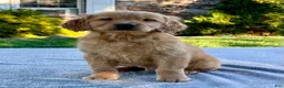 Golden Retriever dogs for sale: Levi - Ad 2