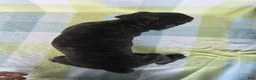 Cane Corso dogs for sale: ICCF Sadie - Ad 6