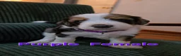 Bernedoodle dogs for sale: Bernedoodle 9 Purple collar  - Ad 6