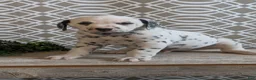 Dalmatian dogs for sale: Teddy - Ad 10