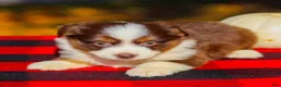 Miniature Australian Shepherd dogs for sale: Aspen - Ad 5