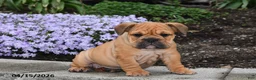 English Bulldog dogs for sale: Dawn - Ad 1