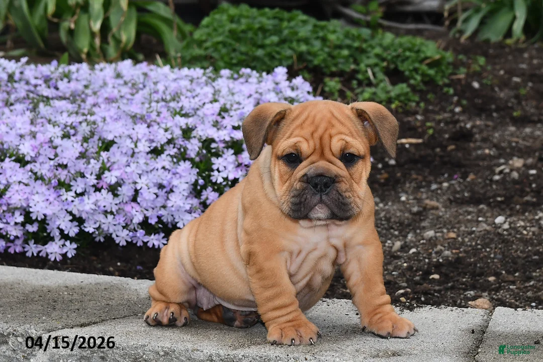 English Bulldog dogs for sale: Dawn - Ad 1