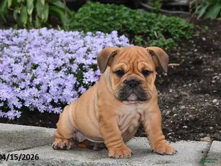 English Bulldog dogs for sale: Dawn - Ad 1