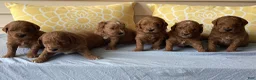 Mini Goldendoodle dogs for sale: Mini Goldendoodle “Suki” - Ad 9