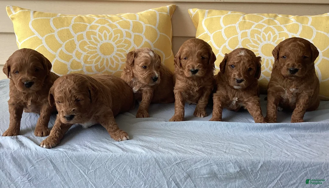 Mini Goldendoodle dogs for sale: Mini Goldendoodle “Suki” - Ad 9