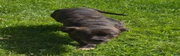 American Bully dogs for sale: American Bully 1 - Ad 3