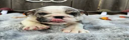 English Bulldog dogs for sale: Goretti - Ad 3