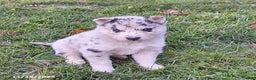 Gerberian Shepsky dogs for sale: Wolf  - Ad 2