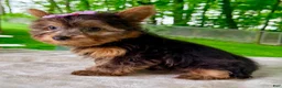 Yorkshire Terrier dogs for sale: Lyla - Ad 3