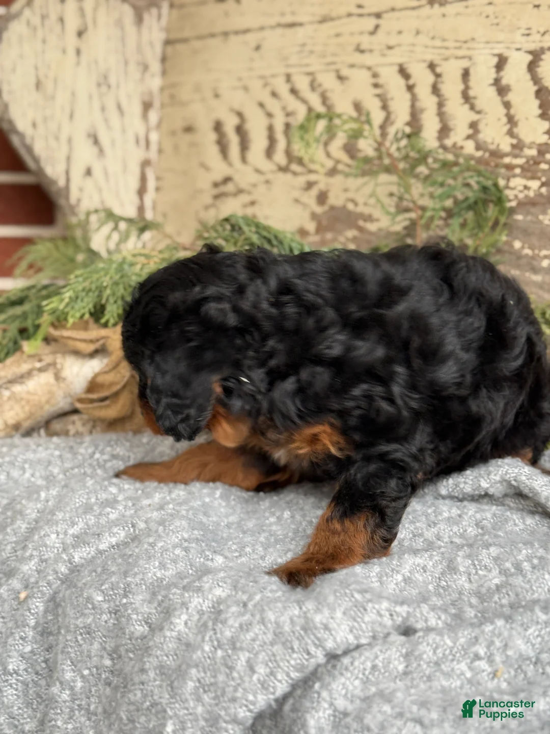 Mixed Breed dogs for sale: Marsh - Ad 8