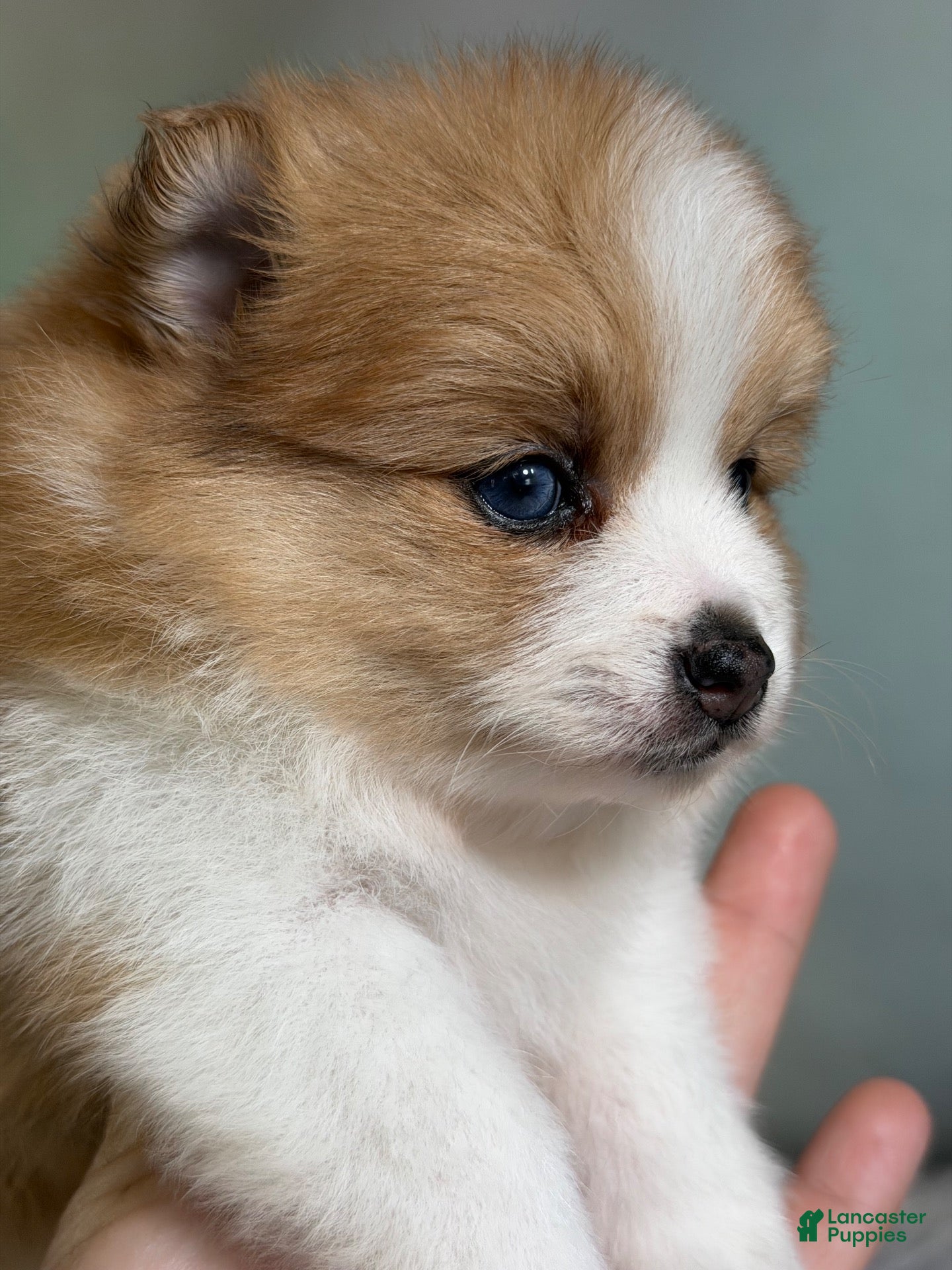 Pomeranian dogs for sale: Carmen blue eye - Ad 1