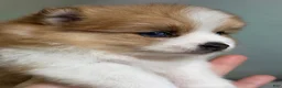 Pomeranian dogs for sale: Carmen blue eye - Ad 1