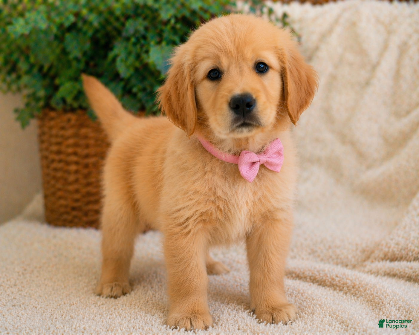 Golden Retriever dogs Lila - Ad 1