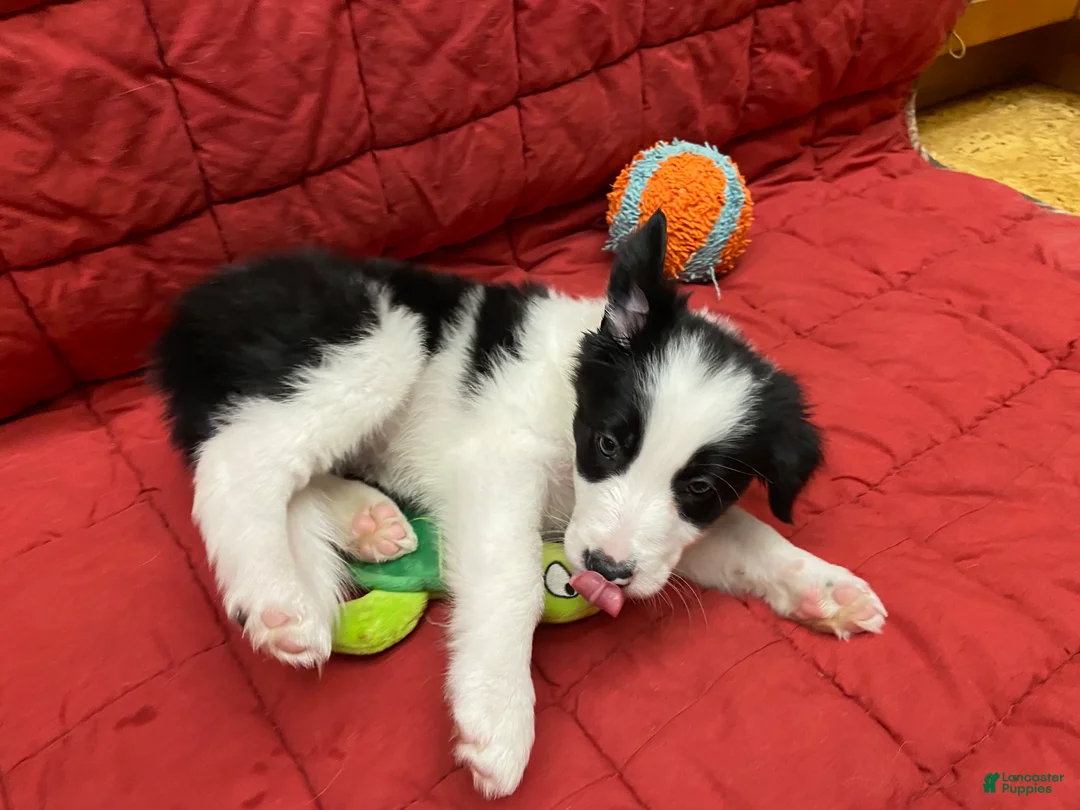 Border Collie dogs for sale: Remy - Ad 4