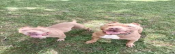 American Bully dogs for sale: American Bully 1 - Ad 13