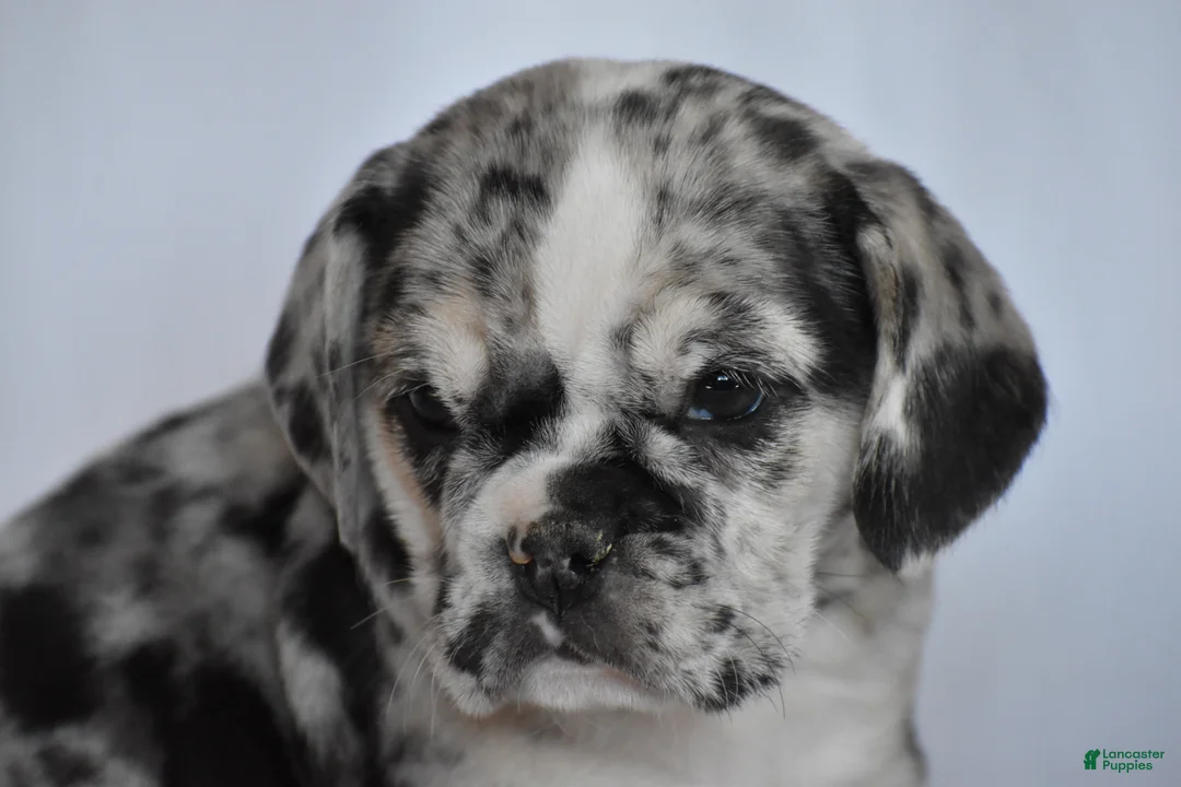 Beabull dogs for sale: Destiny - Ad 5