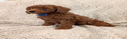 Miniature Poodle dogs for sale: Brody - Ad 12