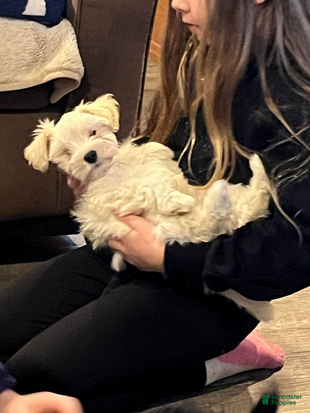 Miniature Schnauzer dogs Stevie (red collar) - Ad 1