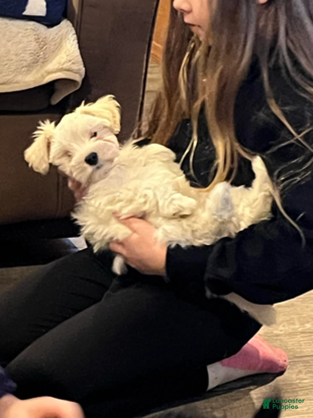 Miniature Schnauzer dogs for sale: Stevie (red collar) - Ad 1