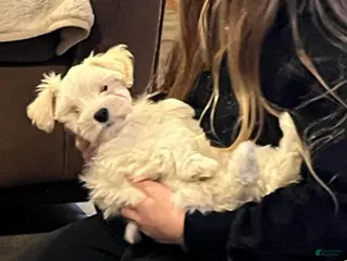 Miniature Schnauzer dogs for sale: Stevie (red collar) - Ad 2