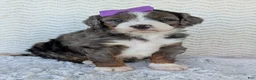 Mini Bernedoodle dogs for sale: Mini Indy - Ad 2