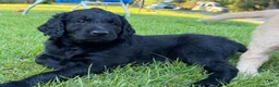 Goldendoodle dogs for sale: Diamond  - Ad 2