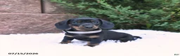 Miniature Dachshund dogs for sale: Lucy Lu - Ad 1