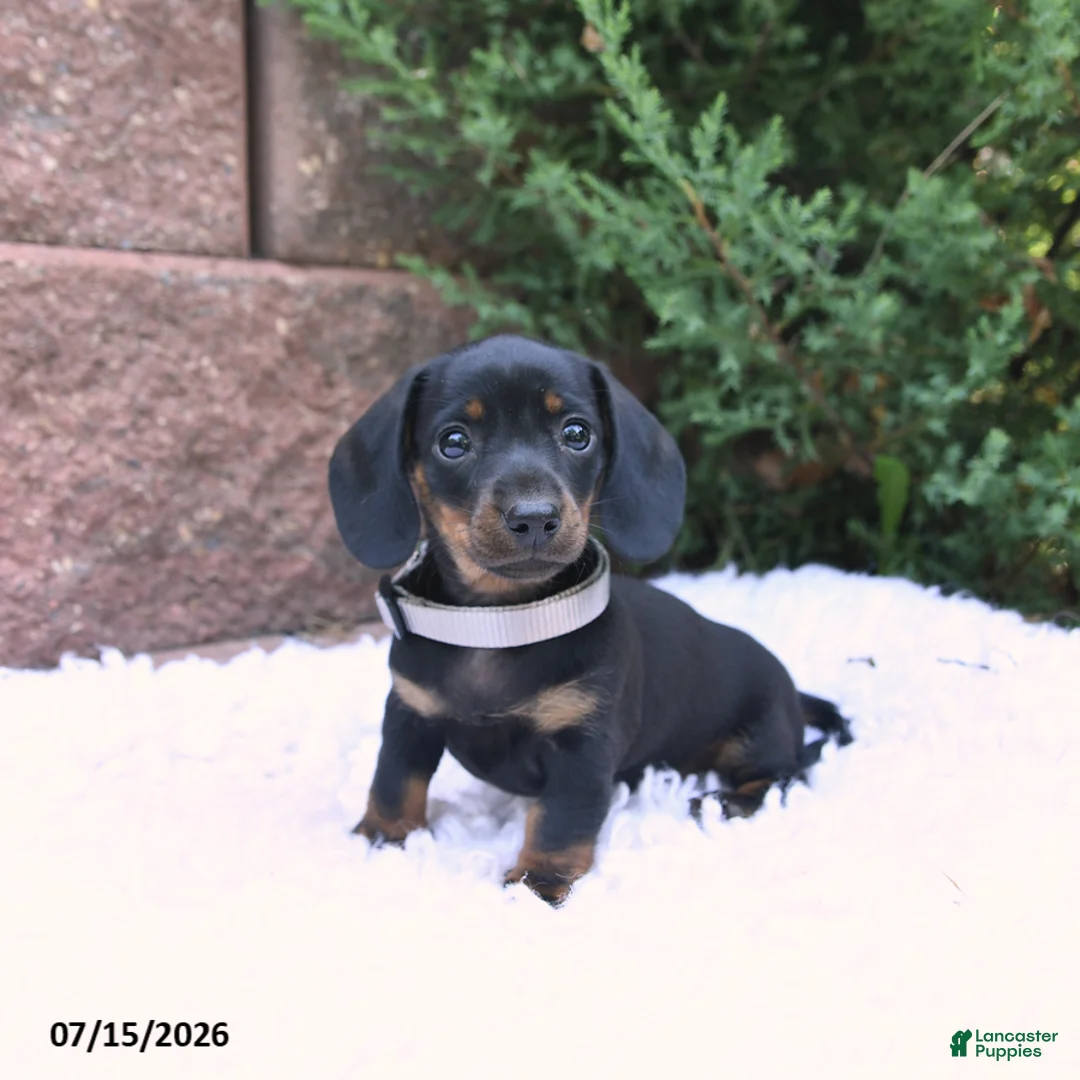 Miniature Dachshund dogs for sale: Lucy Lu - Ad 1