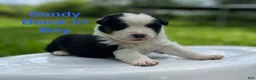 Australian Shepherd dogs for sale: Dandy - Ad 3