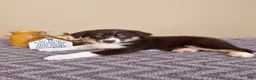 Australian Shepherd dogs for sale: Remy - Ad 4