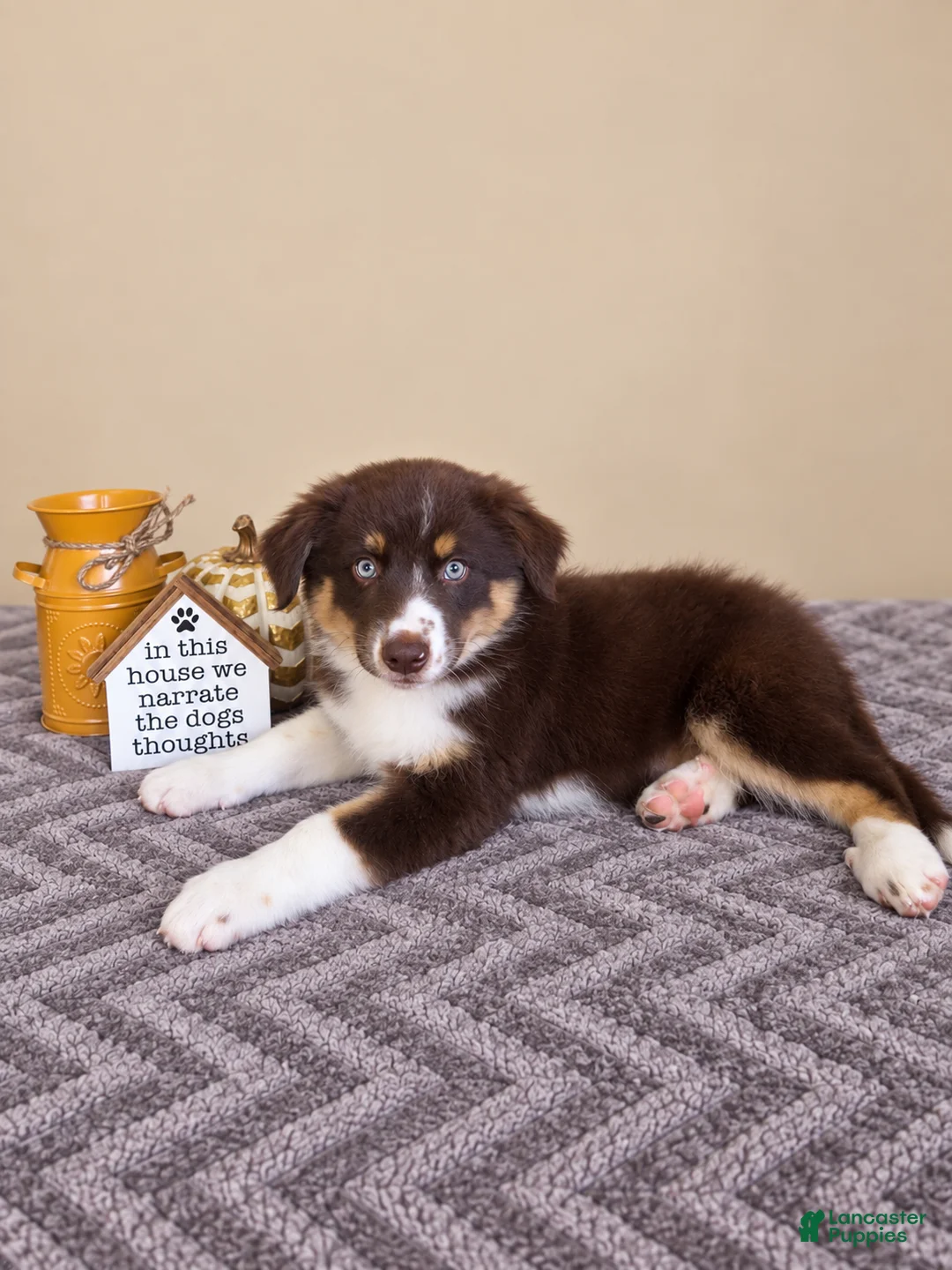 Australian Shepherd dogs for sale: Remy - Ad 4