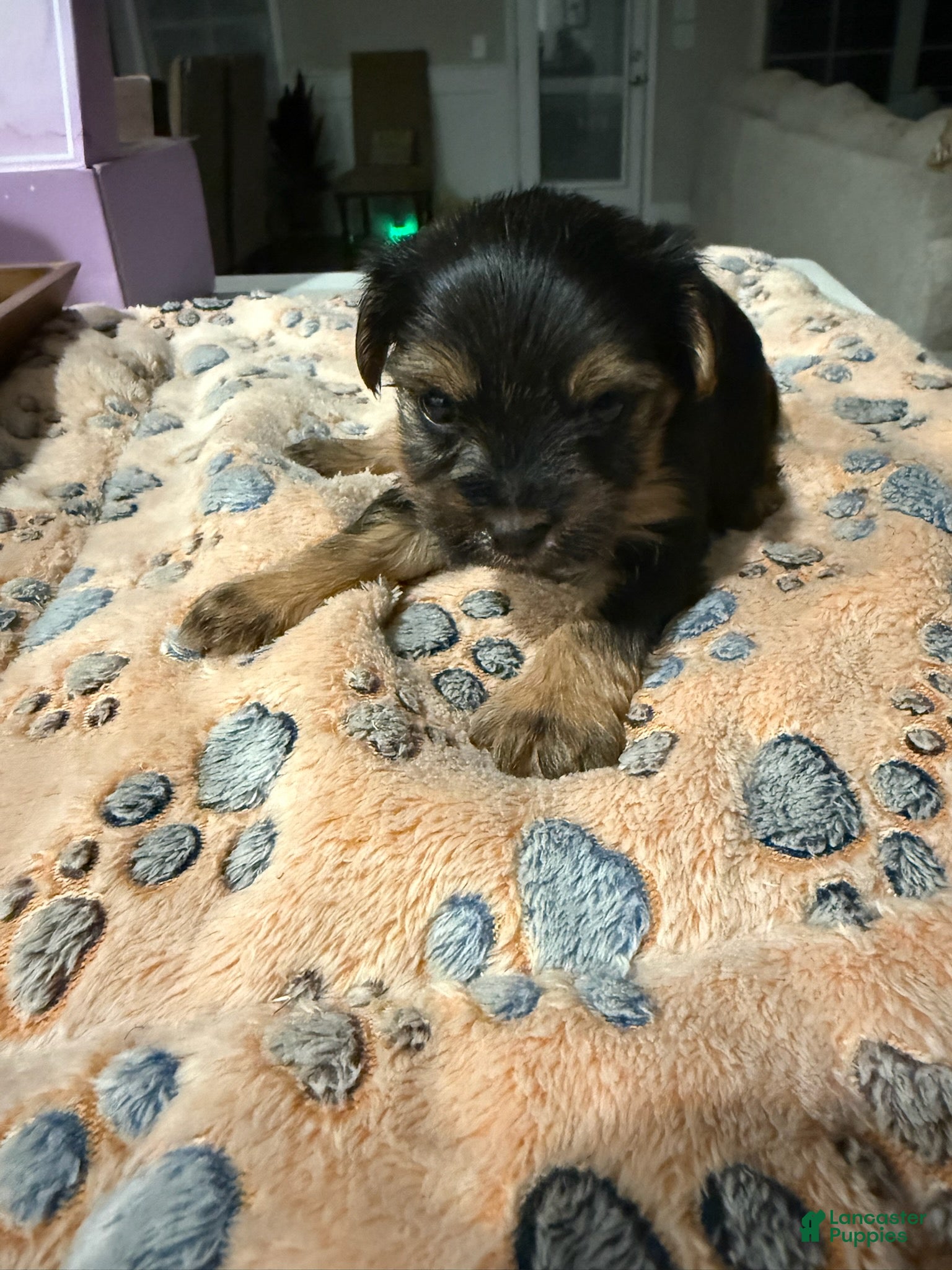 Yorkshire Terrier dogs for sale: Girl - Ad 1