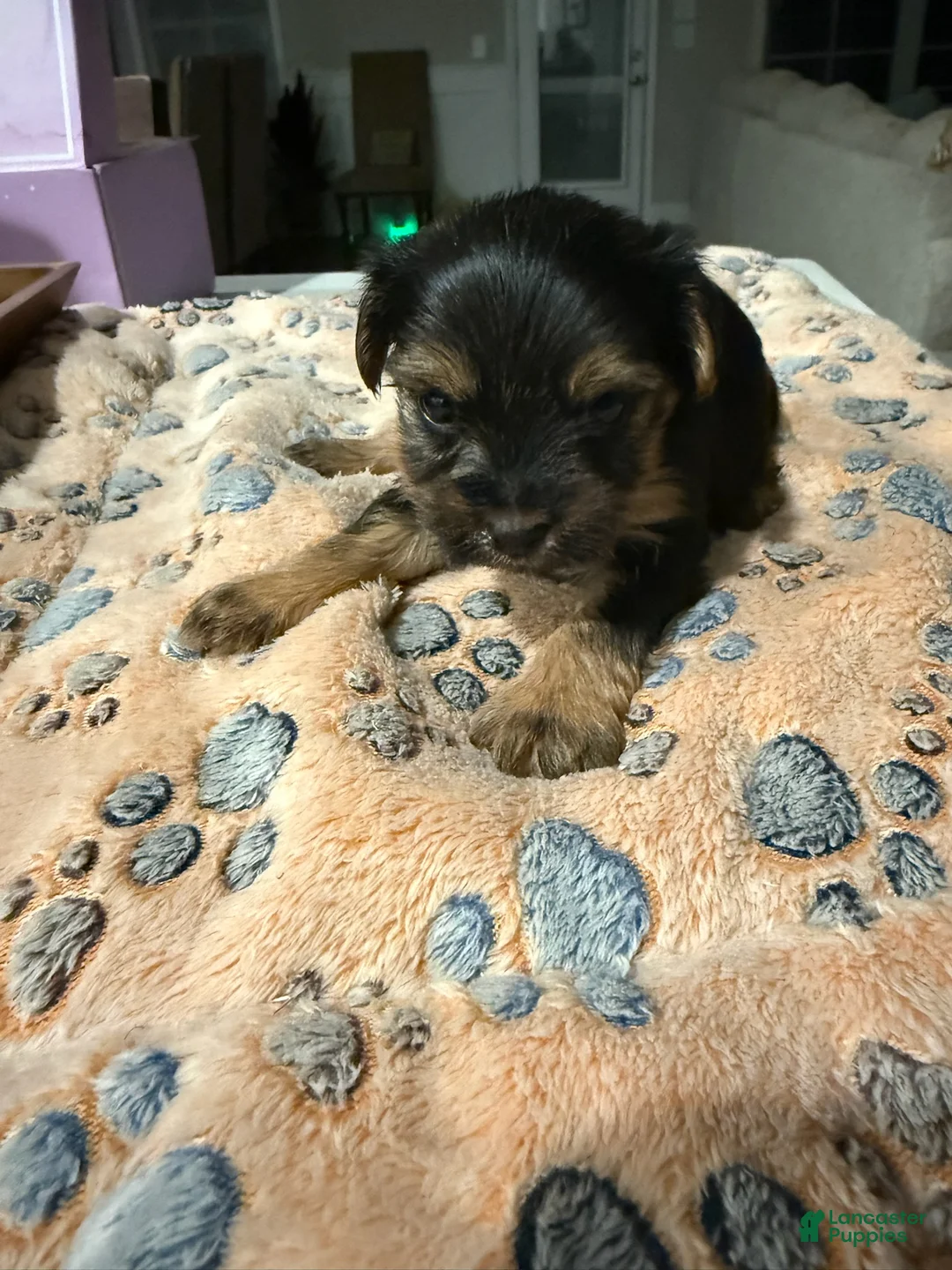 Yorkshire Terrier dogs for sale: Girl - Ad 1