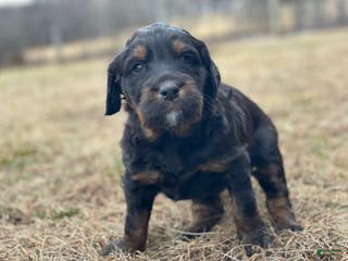 Mixed Breed dogs Cookie - Ad 3