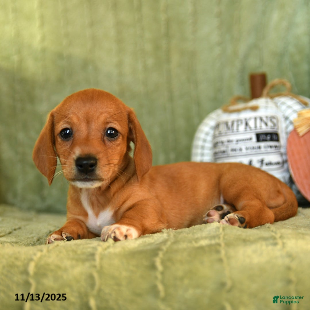 Miniature Dachshund dogs for sale: Zoe - Ad 4
