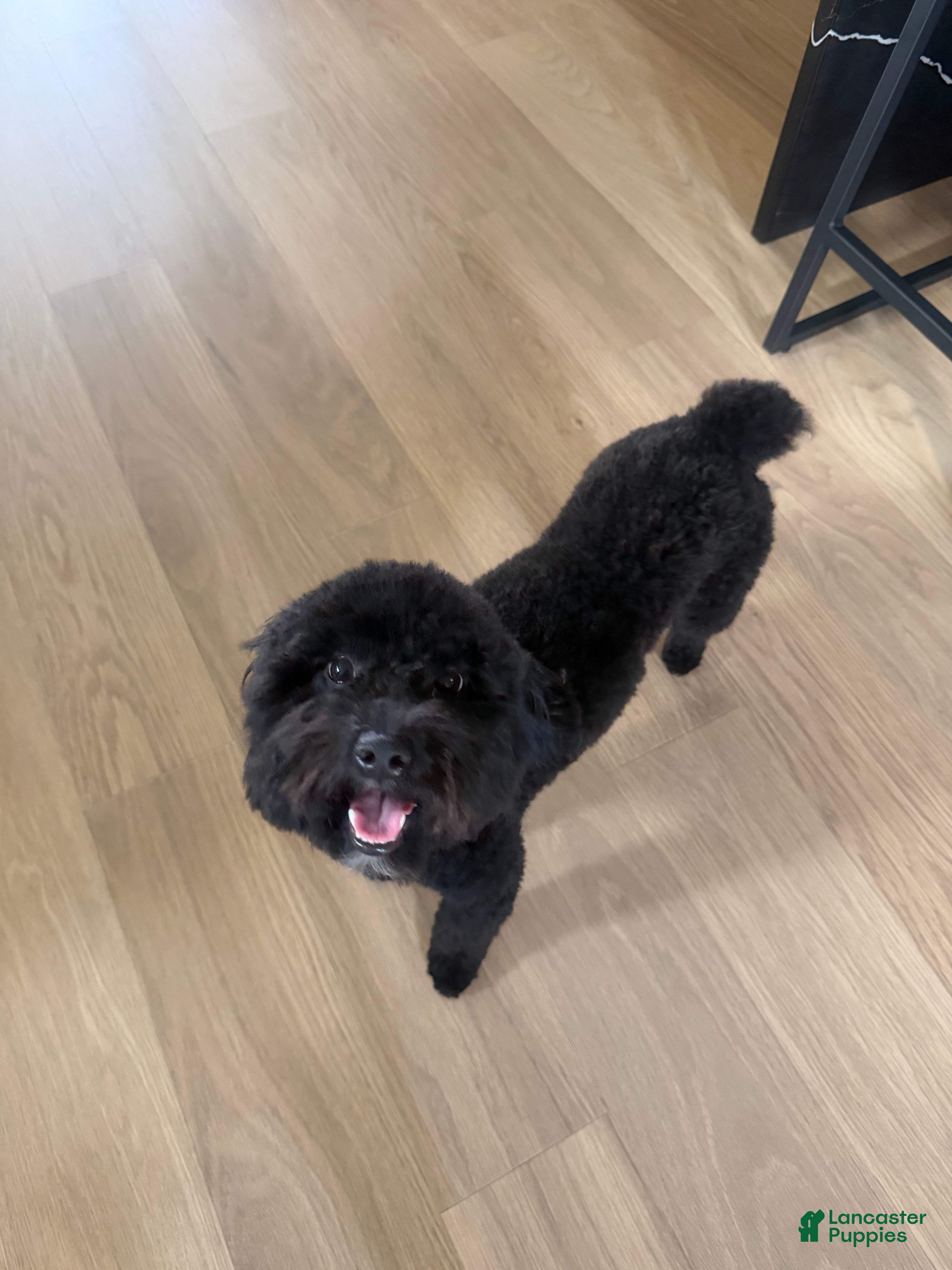Yorkiepoo dogs Yorkiepoo 1 - Ad 1