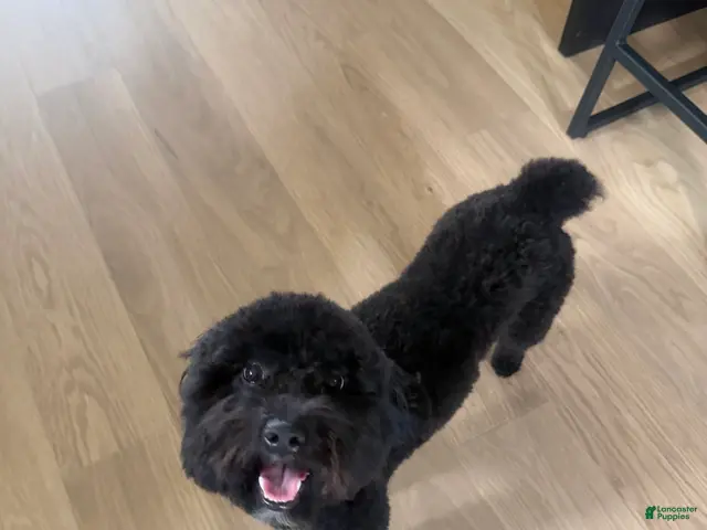 Yorkiepoo dogs for sale: Yorkiepoo 1 - Ad 1