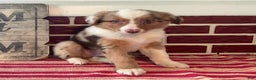 Mixed Breed dogs for sale: Simon - Ad 6