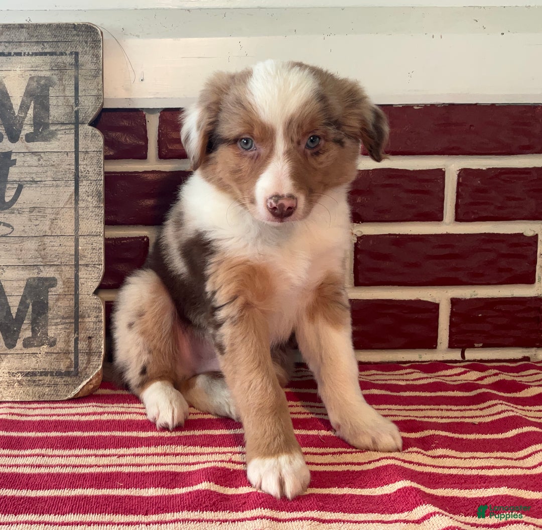 Mixed Breed dogs for sale: Simon - Ad 6