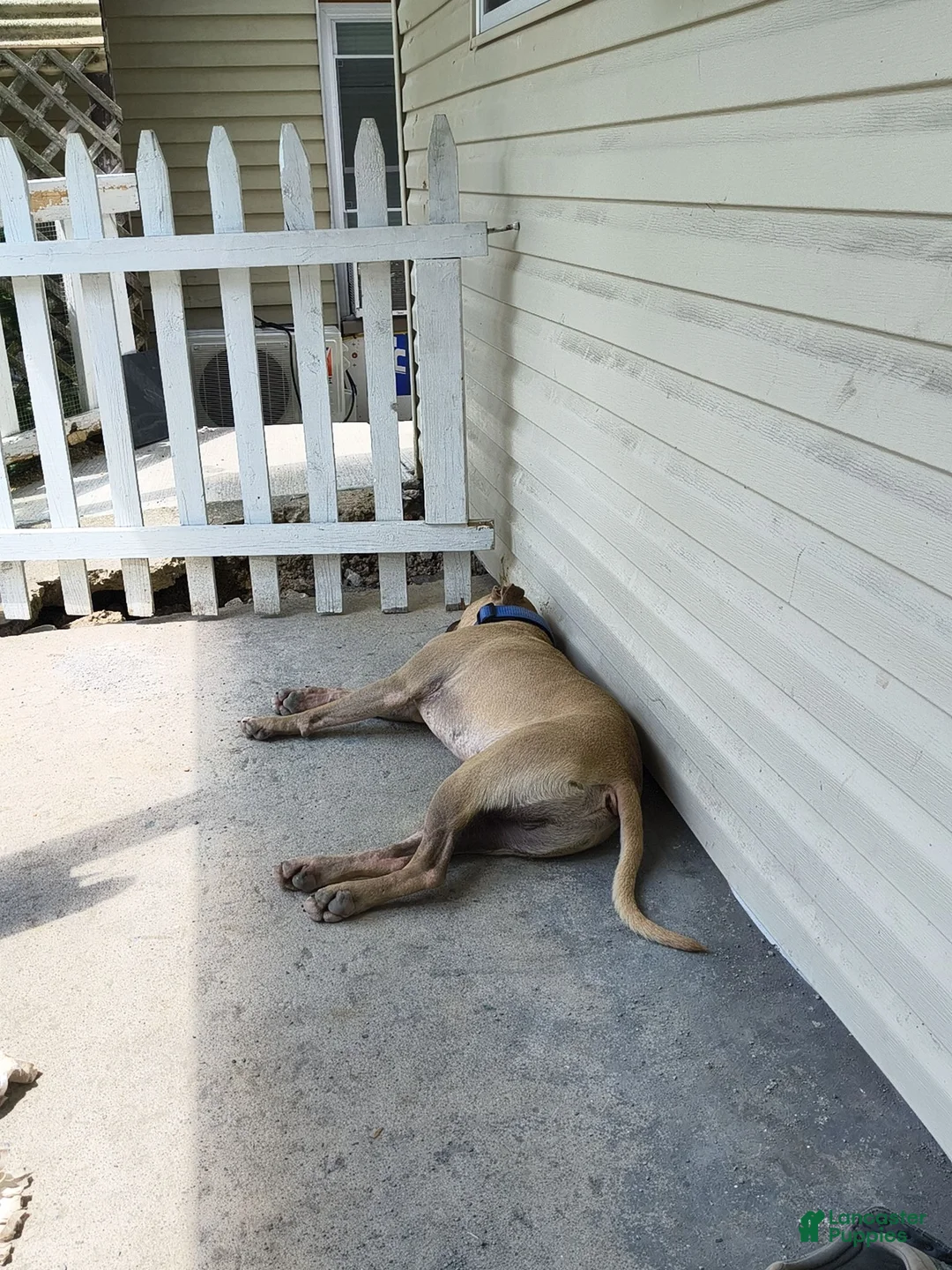 Mixed Breed dogs for sale: Kash - Ad 20