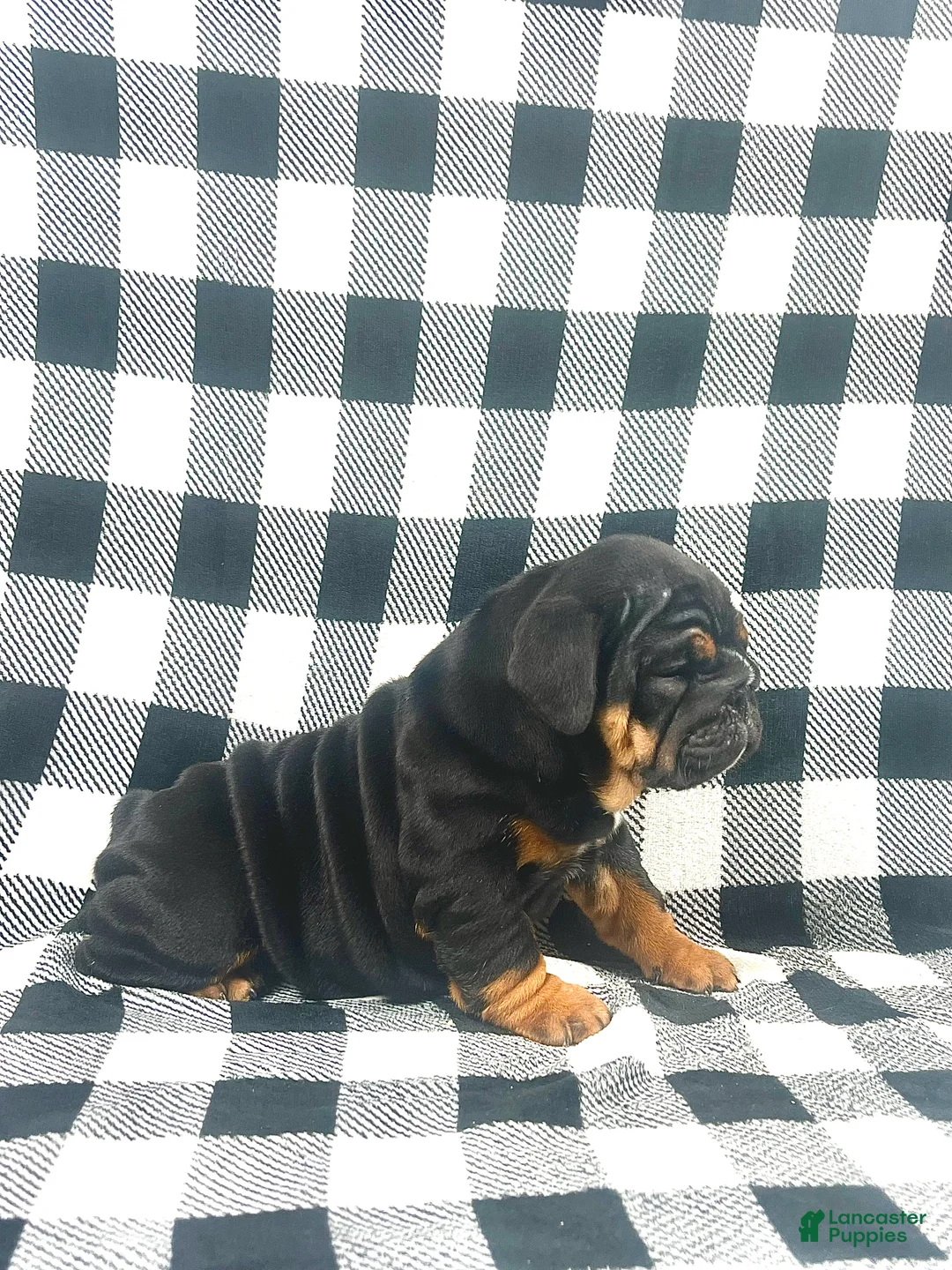 English Bulldog dogs for sale: Grace - Ad 2
