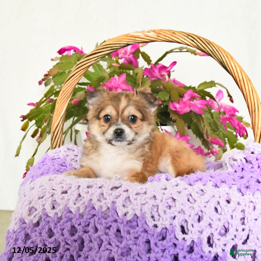 Chihuahua dogs for sale: Fido - Ad 1