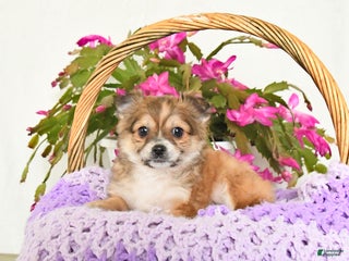 Chihuahua dogs Fido - Ad 4