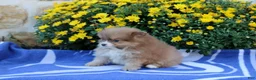 Pomeranian dogs for sale: Father - Ad 4