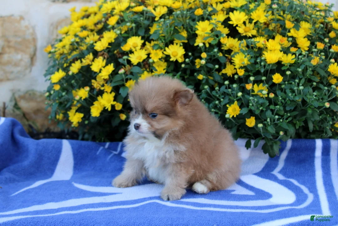 Pomeranian dogs for sale: Father - Ad 4