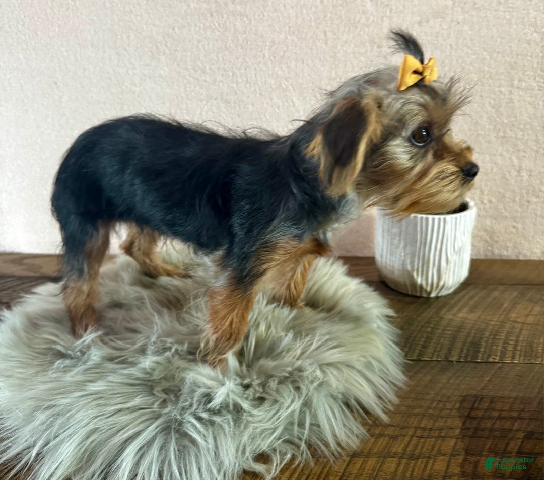 Yorkshire Terrier dogs for sale: Hallie - Ad 10